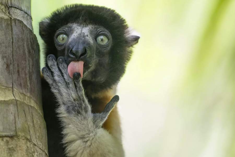 Comedy Wildlife Photography Awards