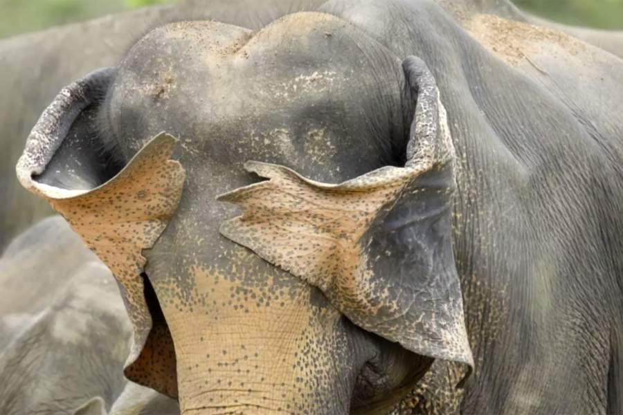 Comedy Wildlife Photography Awards