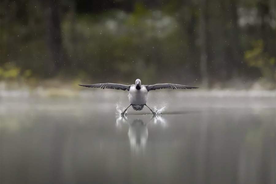 Comedy Wildlife Photography Awards