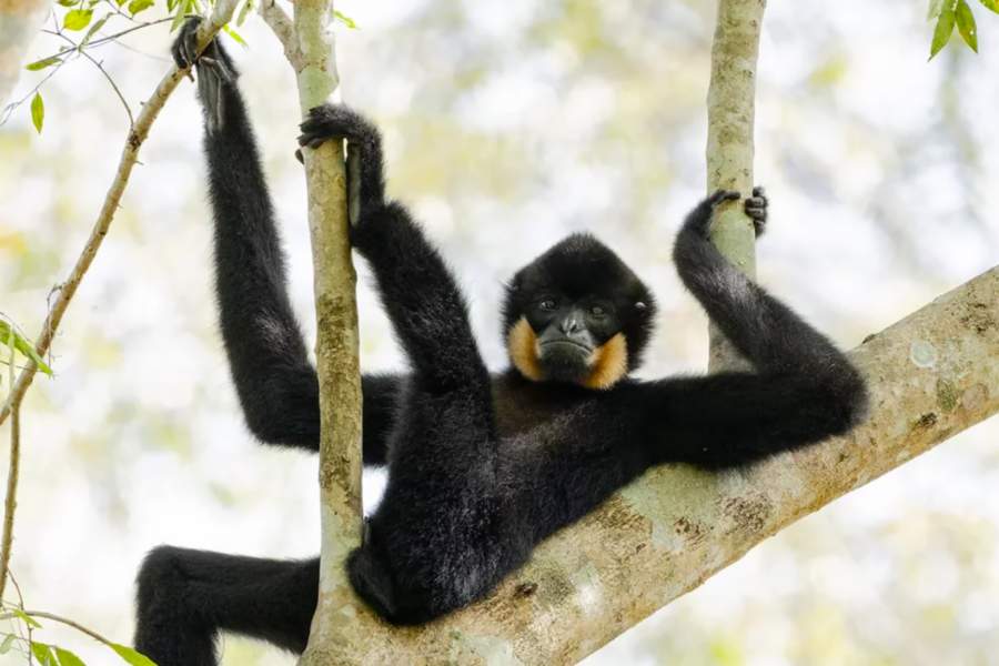 Comedy Wildlife Photography Awards