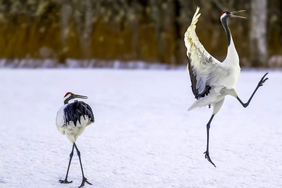 Comedy Wildlife Photography Awards