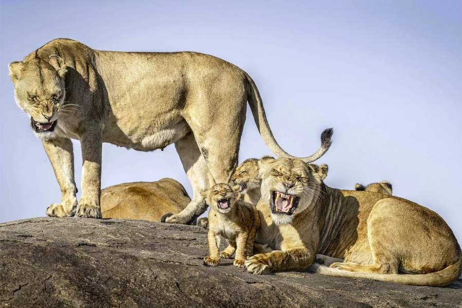 Comedy Wildlife Photography Awards