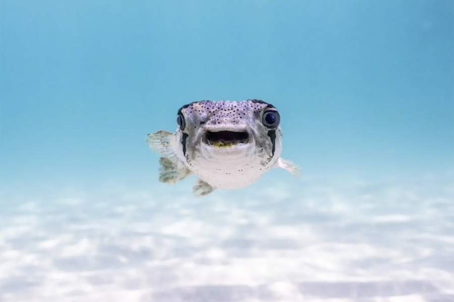 Comedy Wildlife Photography Awards