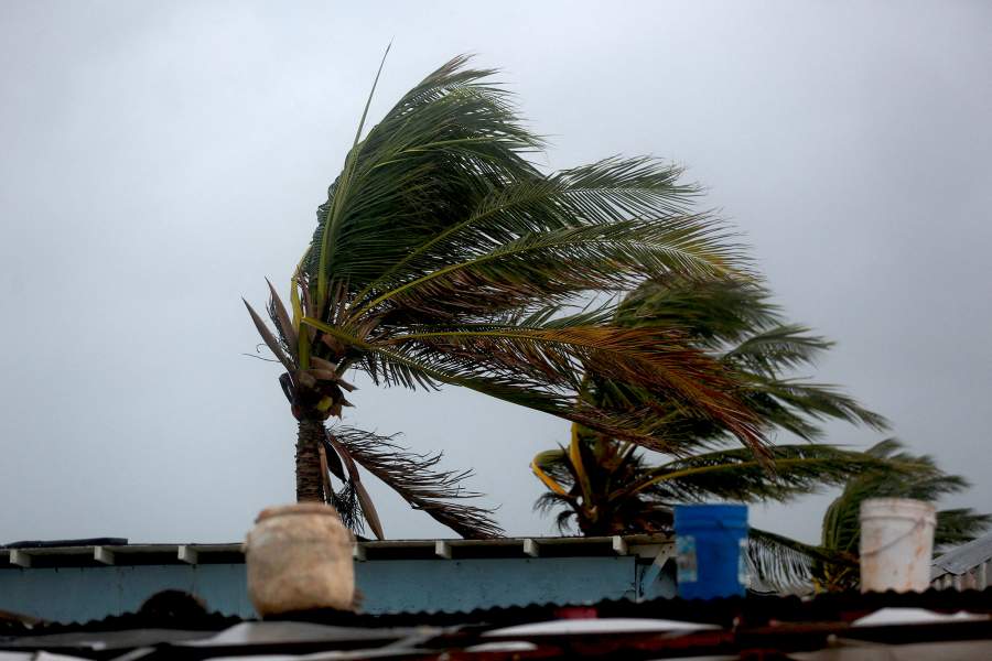 Palm trees are shaken by the wind, ahead of Hurricane Melissa at Hellshire Beach, in the coastal town of Hellshire, Jamaica