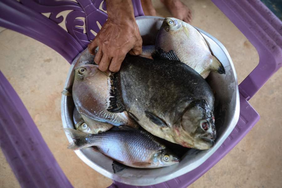 Открытие речного пути Арагуая-Токантинс