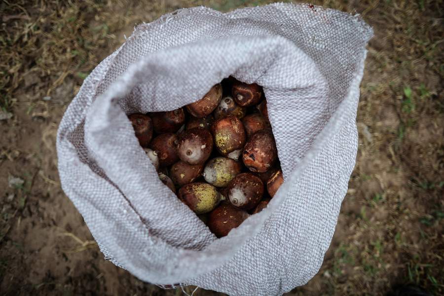 Открытие речного пути Арагуая-Токантинс