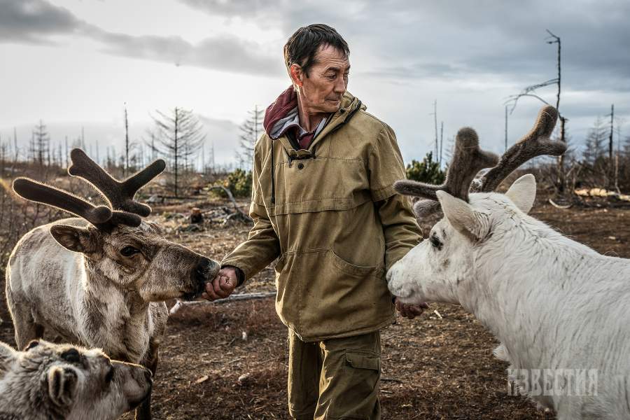 Сейчас они решили вернуться к традиции, восстановив оленеводческое хозяйство
