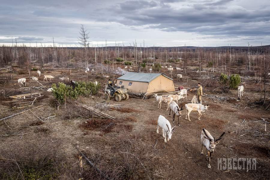 Оленеводы проводят значительную часть в тайге, обитая в простых палатках