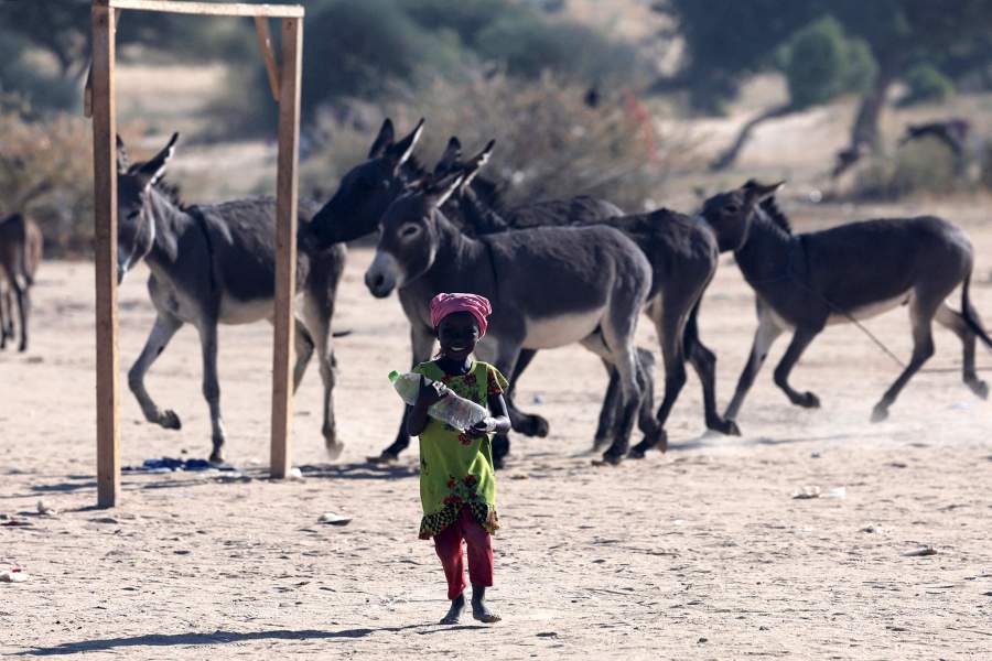 Donkeys run near each other next to a Sudanese refugee girl from al-Fashir, fleeing ongoing clashes between the paramilitary Rapid Support Forces (RSF) and the Sudanese army, walking outside the Tine transit camp in eastern Chad, November 23, 2025. REUTERS/Amr Abdallah Dalsh