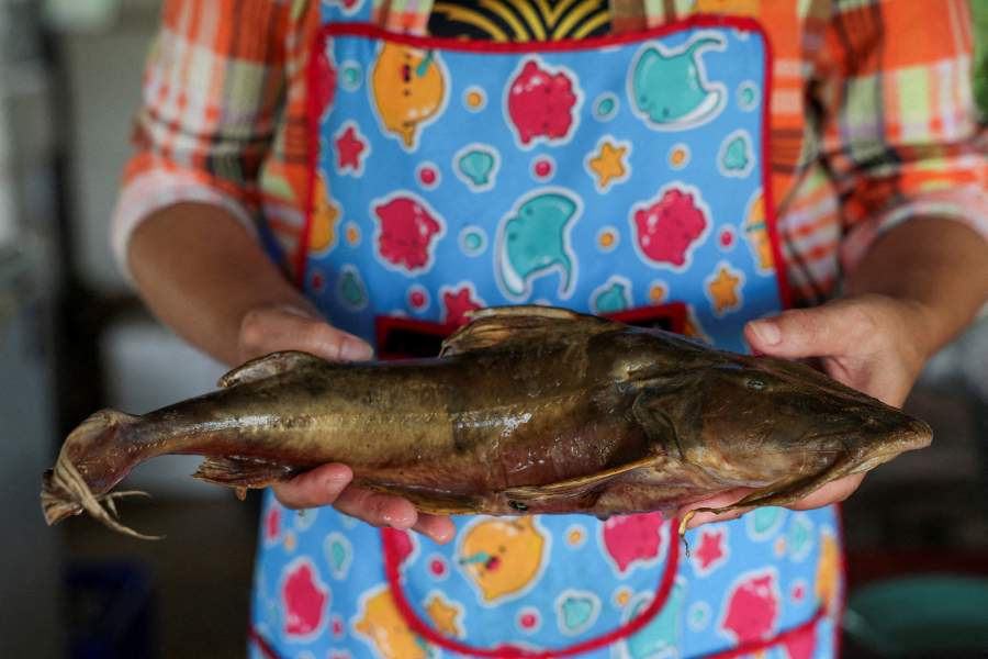 Золотоносный рудник подвергает риску реки и людей Юго-Восточной Азии