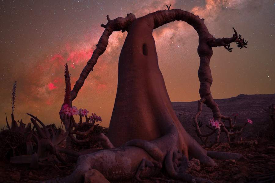 Benjamin Barakat (Швейцария) «Одинокое бутылочное дерево». Место съёмки: Сокотра, Йемен. Победитель в номинации «Одинокое дерево»