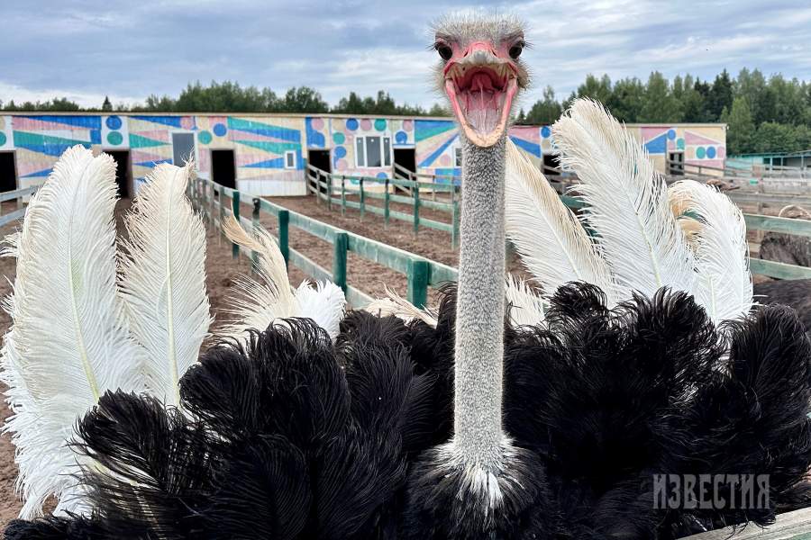 Африканский страус на страусиной ферме «Страусленд»
