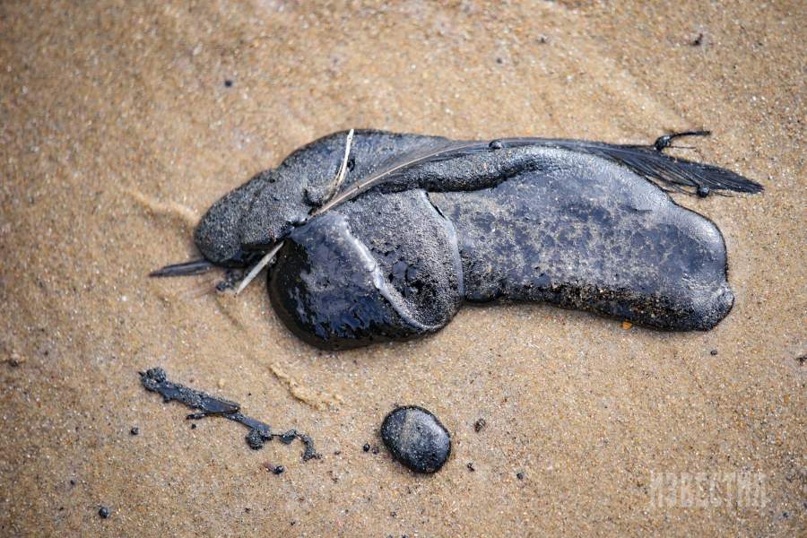 Нефтепродукты, выброшенные на берег в результате крушения танкеров «Волгонефть-212» и «Волгонефть-239»