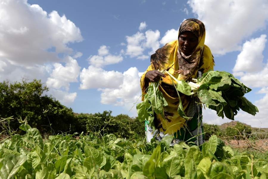 Maryan Hudun harvests spinach on her farm in the village of Ceel-Giniseed in Somaliland which is supported by charity ActionAid to enable farmers to provide water to livestock and crops. (Photo by Joe Giddens/PA Images via Getty Images)