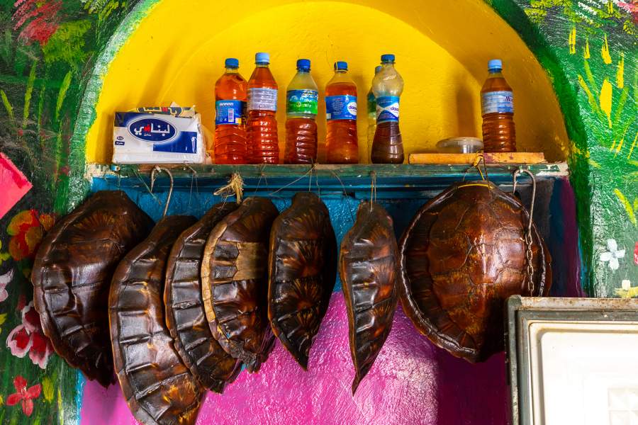 BERBERA, SOMALILAND - AUGUST 06: Turtles shells and sharks jaws in a fisherman shop, Sahil region, Berbera, Somaliland on August 6, 2019 in Berbera, Somaliland. (Photo by Eric Lafforgue/Art in All of Us/Corbis via Getty Images)