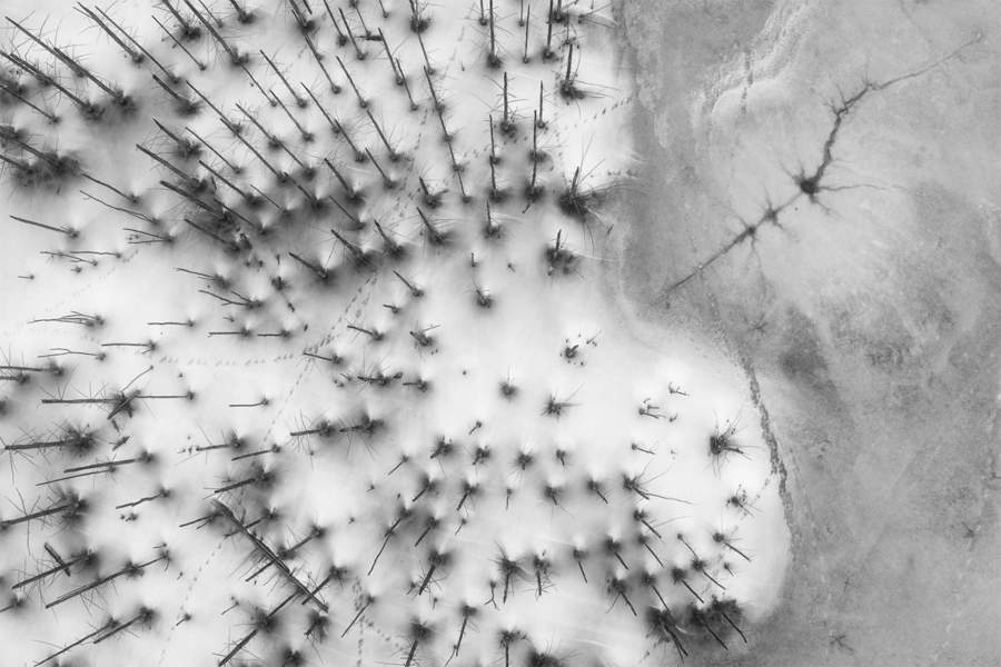 «Замерзший лес». Площадка рядом с пляжем.