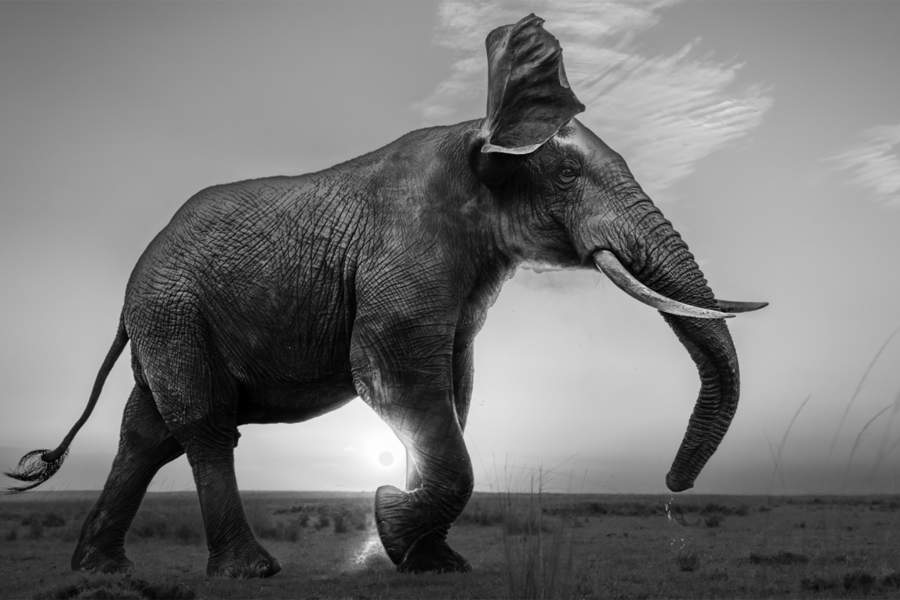 Двигатель выключен, я надеялся, что этот бык окажется в кадре между мной и восходом солнца. И, к счастью, так и случилось! Он даже любезно встряхнулся утром, попивая воду.