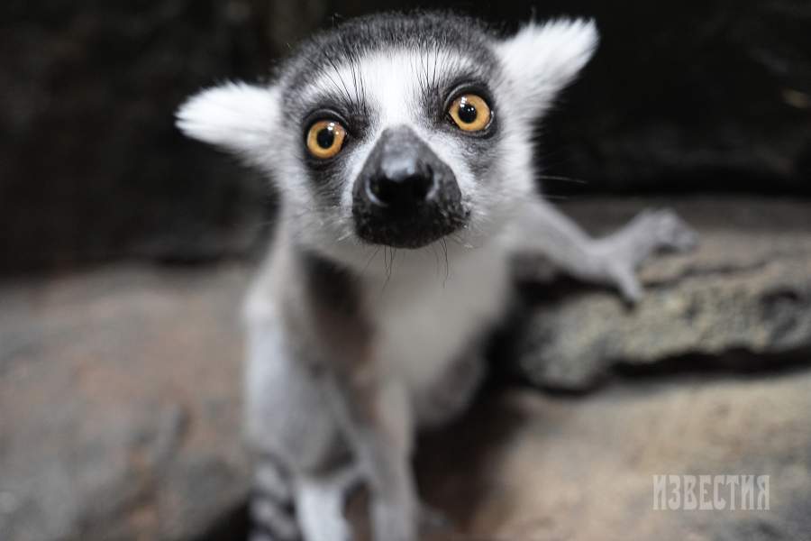   2. Кошачий лемур. Длина тела кошачьего лемура достигает 46 см, длина хвоста – 63 см. Масса – более 2,5 кг. Отличительной чертой этого вида, помимо прочего, является длинный хвост, окрас которого представляет собой строгое чередование широких белых и черных колец.