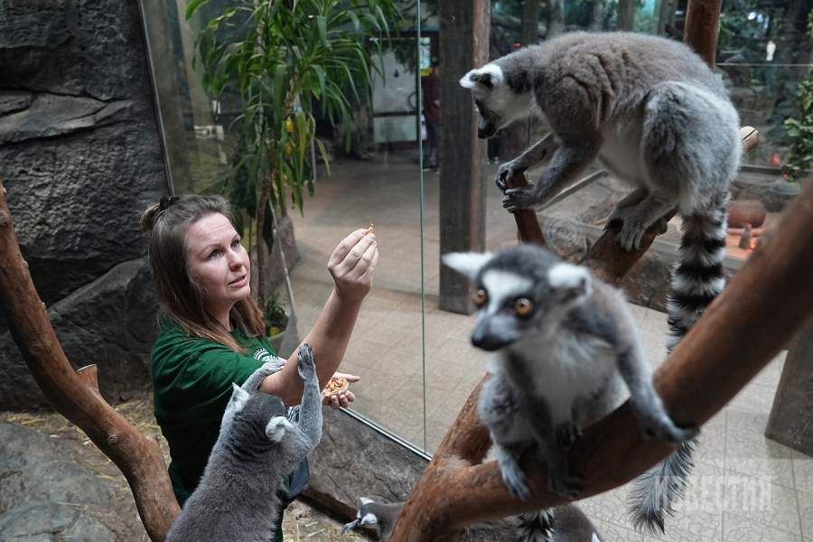 Кипер Елена Прудникова (кипер, до работы в Экзотариуме трудилась преподавателем по керамике, в том числе работала с детьми с ограниченными возможностями)   кормит лемуров.
