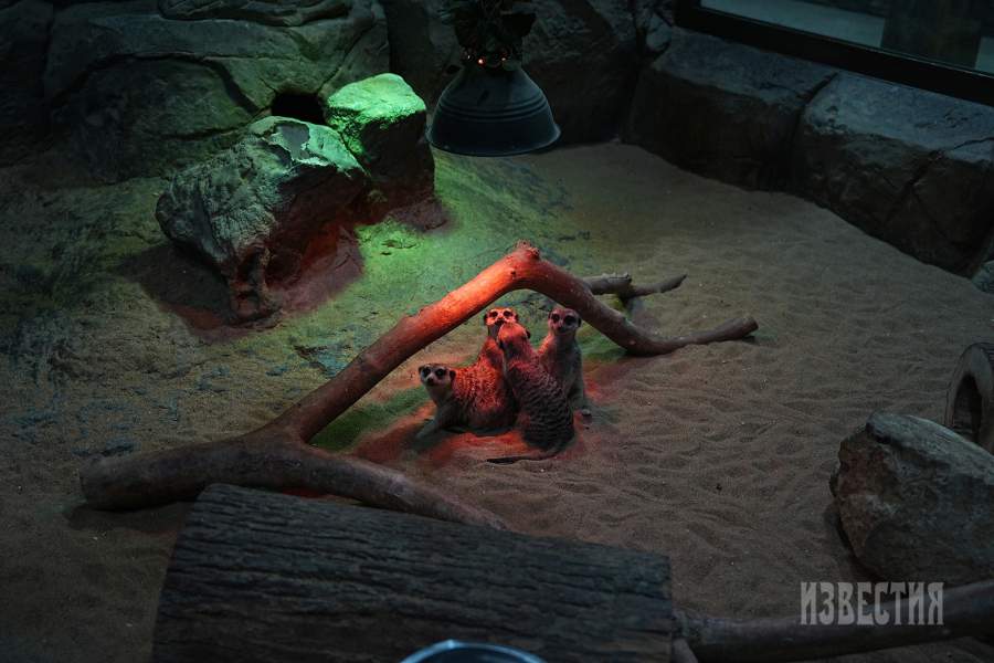 4.  Сурикаты Длина тела сурикаты достигает 35 см, длина хвоста – 25 см, масса – 1 кг. Чаще всего сурикаты живут колониями, насчитывающими от 10 до 30 особей, на открытых равнинах в самостоятельно вырытых норах, в горах — в расщелинах скал и под камнями. Каждая такая колония состоит из 3–4 семейных пар и их детенышей. Молодые сурикаты рождаются в конце осени – начале зимы, от 2 до 5 в одном помёте, слепые и без шерсти. 