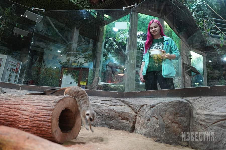 5. Кипер Полина Редькина (кипер у млекопитающих, учится на зоотехника, работает в Экзотариуме больше двух лет) и сурикат.   Вид широко распространен на западе южной Африки: в западной и южной Намибии, севере и западе ЮАР, юго-западной Ботсване и на крайнем юго-западе Анголы. Ведет наземный образ жизни. Активен в светлое время суток. Населяет открытые засушливые территории с травянистым покровом и разреженным древостоем. В неволе сурикаты 12–14 лет. В природе в два раза меньше.