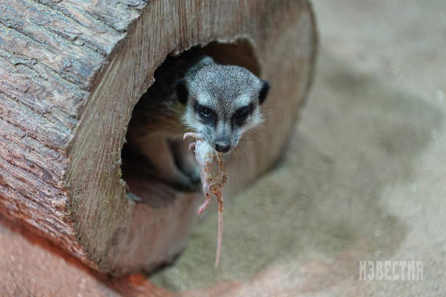 6. Сурикаты относятся к отряду хищных и к семейству мангустовых. Основу рациона составляют луковицы растений, мелкие млекопитающие, небольшие змеи и ящерицы, птицы, птичьи яйца, саранча, термиты и другие насекомые.