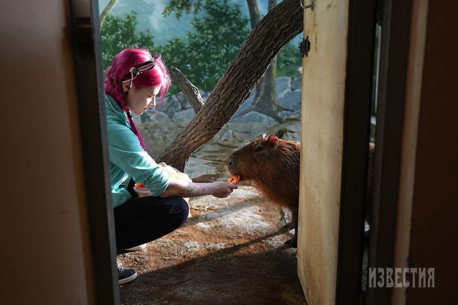 Капибара Валентин