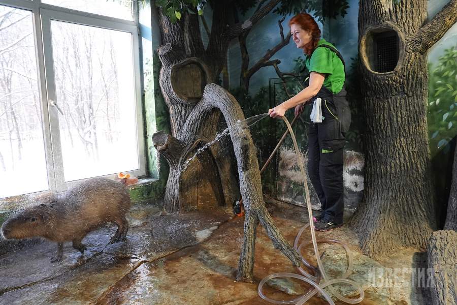 8. Зоотехник Виктория Чибисова и Валентин Капибара – самый крупный грызун мировой фауны, достигающий 1,5 м длины и массы 60 кг. Внешне капибара похожа на гигантскую большеголовую морскую свинку. Пальцы ног имеют небольшие плавательные перепонки. Тело покрыто рыжевато-бурыми волосами, жесткими, как щетина. По своим повадкам капибара сходна с тапиром. Прекрасно плавает и ныряет. Живут семейными группами. Самец обычно имеет небольшой гарем из разных по возрасту самок. Размер такой группы от 2 до 30 особей.