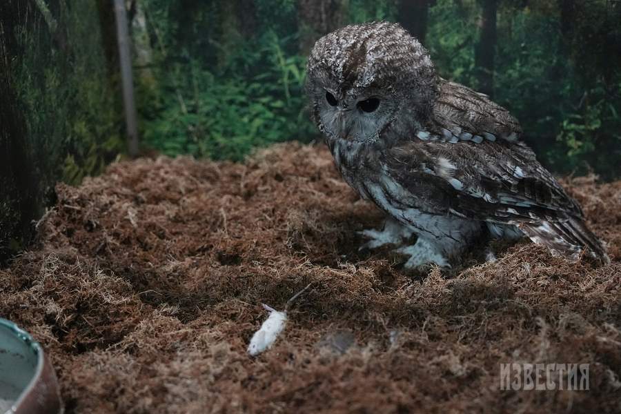 9. а) Серая неясыть.  Хищник. Питается мышевидными грызунами, мелкими птицами, жуками и другими насекомыми. Охотится, в основном, подкарауливая жертву. В нашей стране неясыти добывают, в основном, мышевидных грызунов. Другие животные играют роль дополнительного корма, значение которого, однако, возрастает при резком падении численности основного. В природе доживают до 18 лет. В неволе — до 27. 