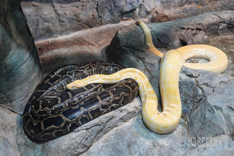 14.  Тигровые питоны перед кормлением. В северной части своего ареала темные тигровые питоны в течение нескольких холодных месяцев в году могут находиться в состоянии покоя. При этом змеи неактивны, перестают питаться и скрываются в пустых стволах деревьев, норах или пещерах. Такое подобие спячки способствует подготовке для предстоящего сезона размножения