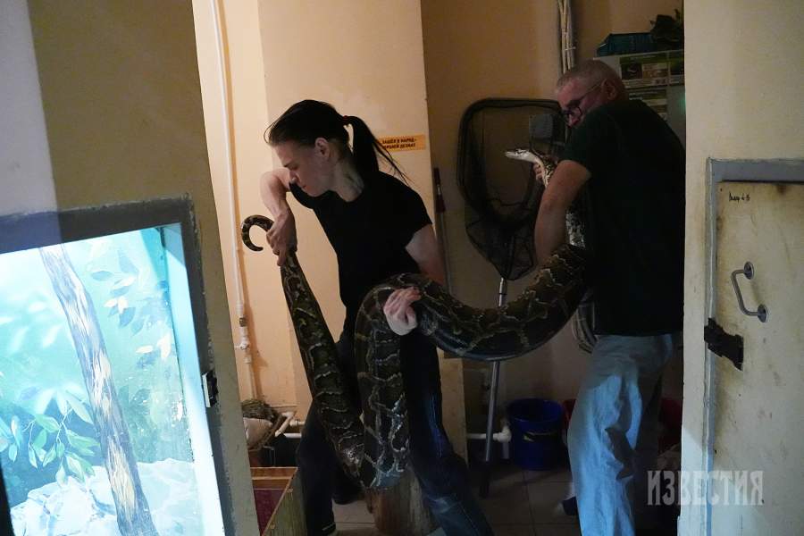 15. а) Тигровый питон (альбинос) во время кормления; б) Манипуляции с тигровым питоном выполняют зоотехники Александр Чапаев и Михаил Дмитриев.  Как и все змеи, тигровые питоны являются хищниками и питаются различными млекопитающими и птицами. Добычей становятся грызуны (включая дикобразов), обезьяны, циветты, шакалы, птицы, крупные ящерицы