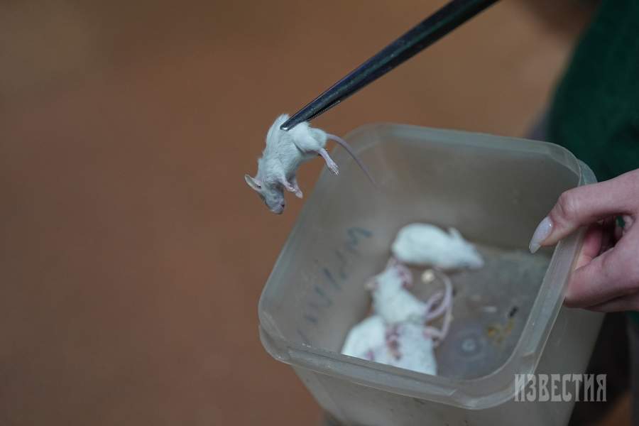 18. Еда для питомцев