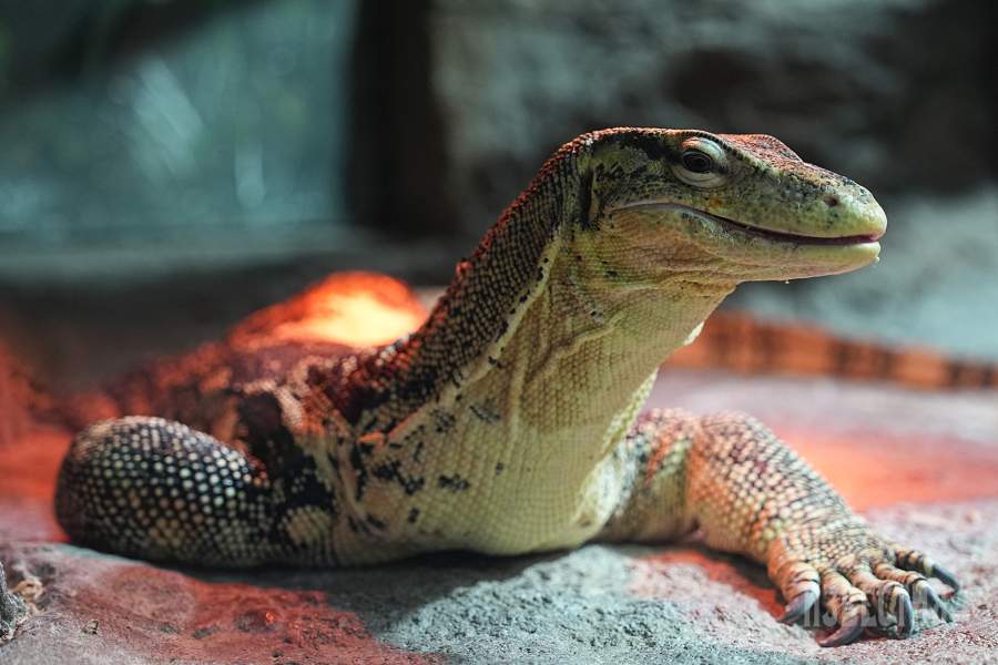 19. a) Полосатый варан. Естественный ареал вида — Южная и Юго-Восточная Азия. Вид распространен от Шри-Ланки на западе, через Бирму, Таиланд, Лаос, Вьетнам и Камбоджу до Малайзии на востоке. Также населяет многочисленные острова Индонезии и Филиппин. Полосатые вараны предпочитают держаться вблизи водоемов. Встречаются рядом с реками, каналами и эстуариями. Хорошо плавают и ныряют. В случае опасности часто скрываются в воде