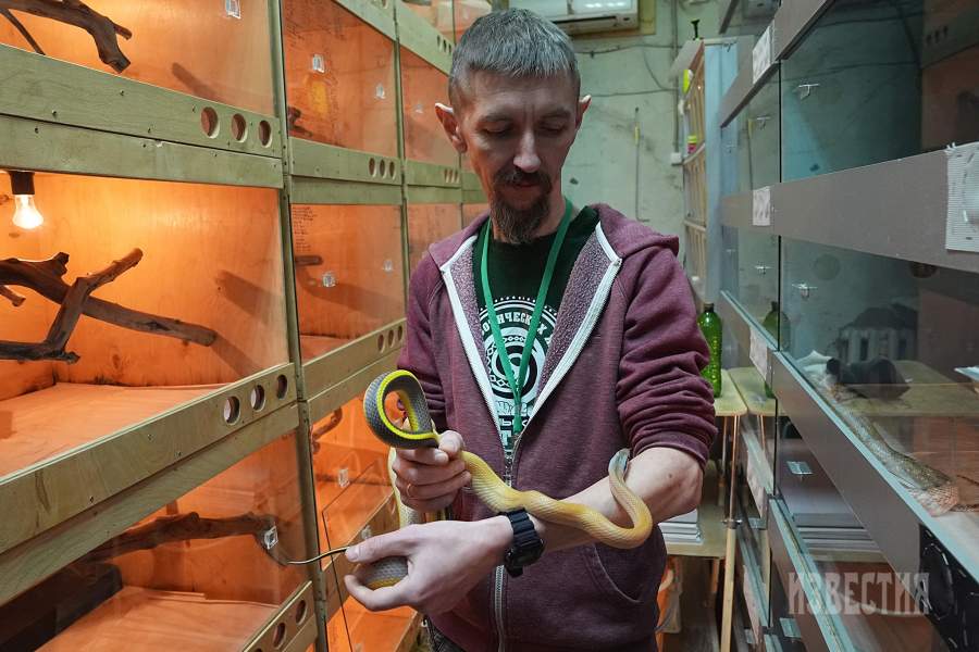 21. Специалист по ведению соцсетей Александр Анофриев (зоолог, участник Русского проекта по серому киту, редактор научно-популярного сообщества Nature Science) и тонкохвостый лазающий полоз в лаборатории