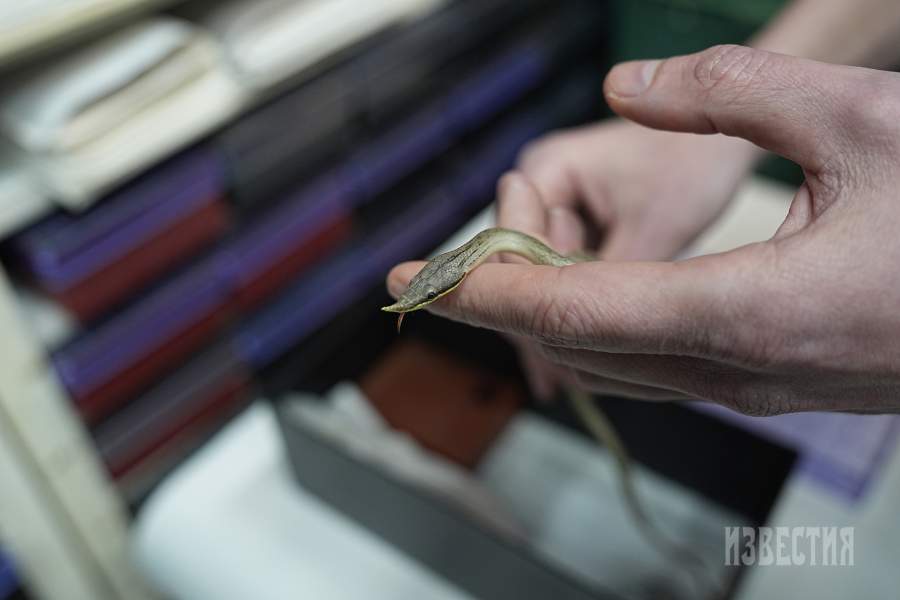 23. Длинноносый кустарниковый полоз (символ Тульского экзотариума) в лаборатории. Когда-то этот вид считался вымершим. Впервые был найден во время экспедиции во Вьетнам, предпринятой Тульским экзотариумом и РАН в 1995 году