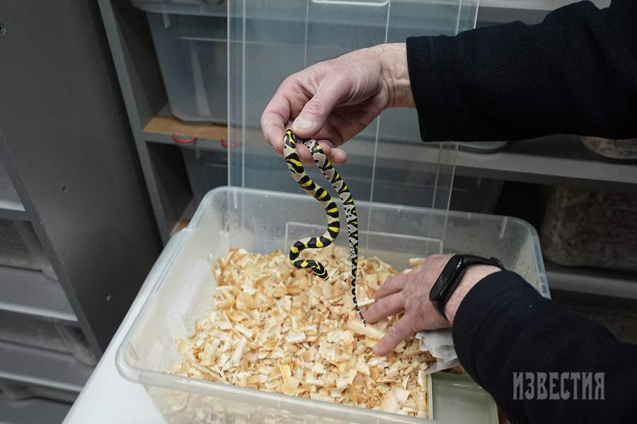 25. а) Мандариновый полоз.  Населяет горные леса, встречается на высоте до 3 тыс. м над уровнем моря. Предпочитает каменистые места, поросшие кустарником. Питается мелкими мышами, в поисках которых регулярно посещает норы грызунов и поедает новорожденных детенышей