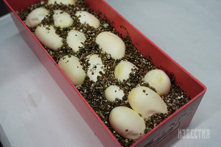 28. Змеиная кладка из инкубатора