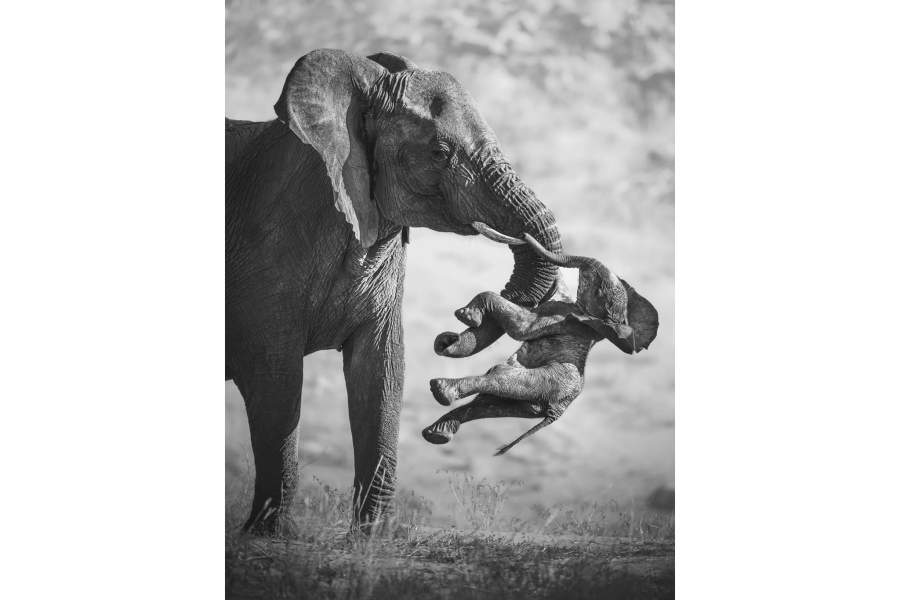 The Aftermath by Federico Veronesi was named the overall winner of this year's competition, showing a female elephant carrying a dead calf
