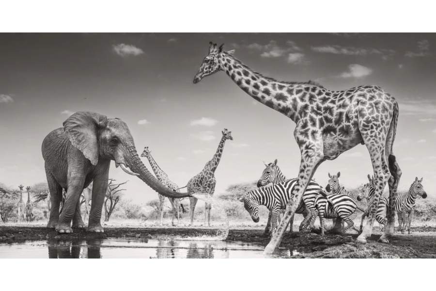 The Animals in their Environment category went to James Lewin, who captured this image of a young bull elephant spraying zebras in Kenya