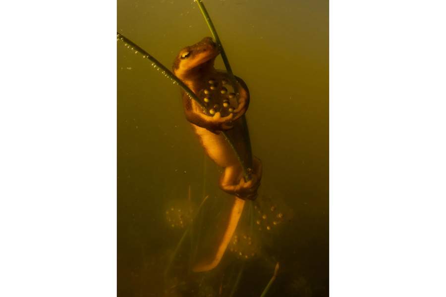 This image of a California newt laying eggs won the Behaviour: Amphibians and Reptiles category for Anton Sorokin