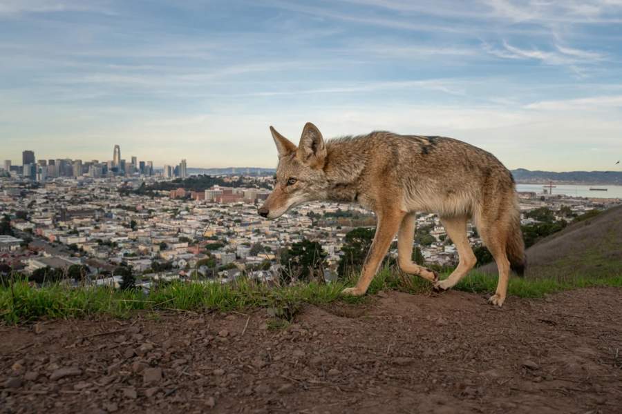 This photo of a coyote walking a trail overlooking San Francisco won the Photojournalist Story Award for Loren Elliott
