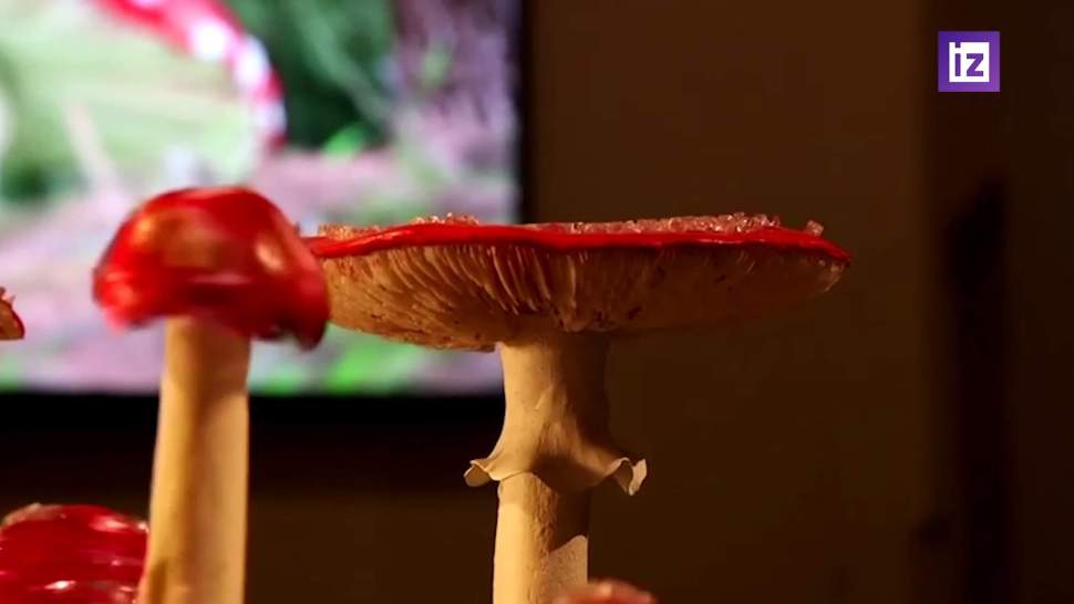            Amanita muscaria  AliExpress